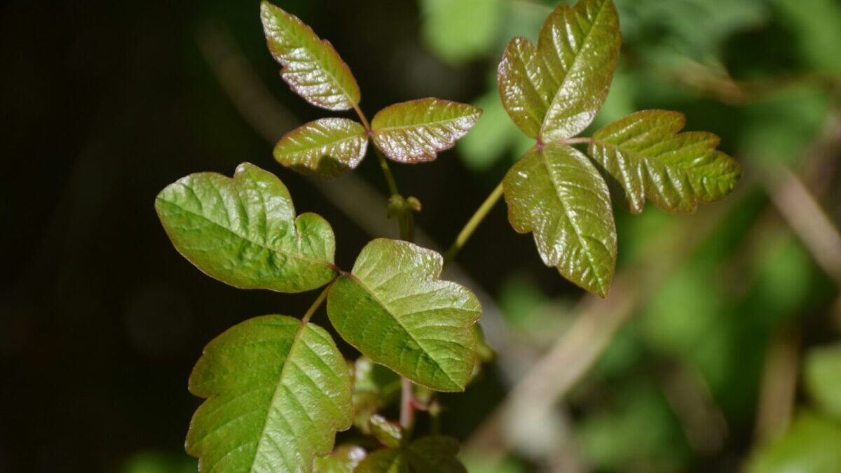 Your voice: Stay alert for the poison ivy in our lives