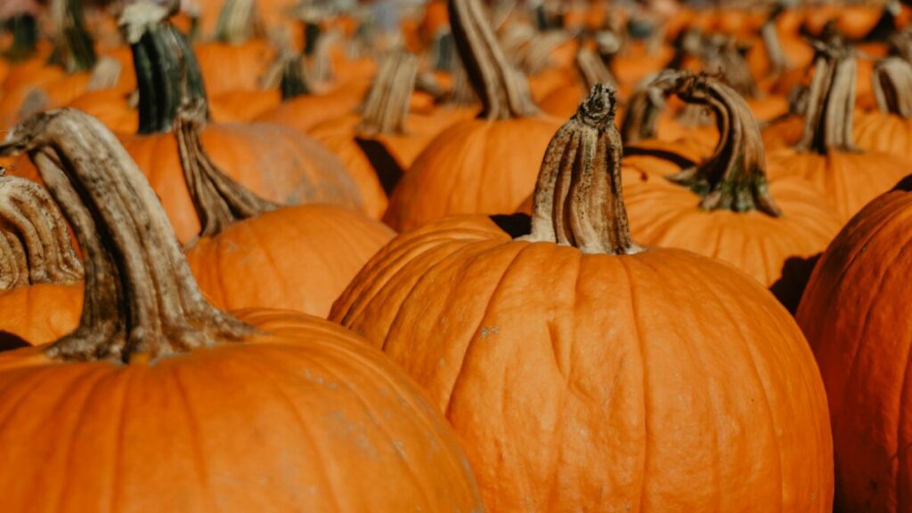 orange pumpkins