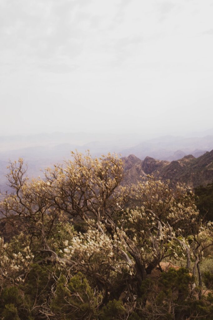 green trees on brown mountain during daytime