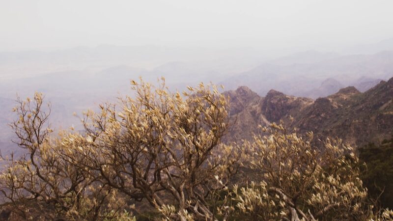 green trees on brown mountain during daytime