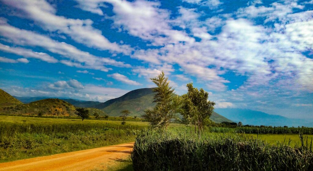green tree on brown field under blue sky during daytime