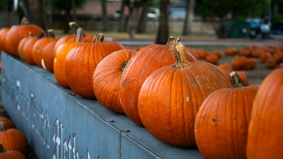 A row of pumpkins sitting on top of a metal fence