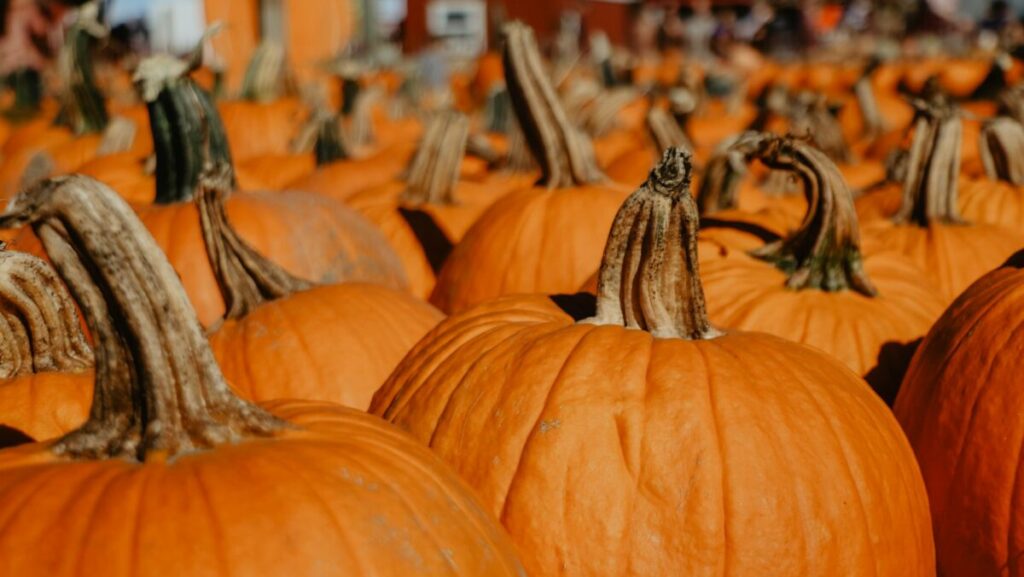 orange pumpkins