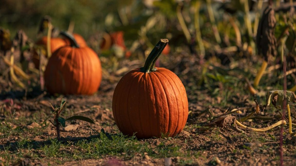 a couple of pumpkins sitting in the middle of a field