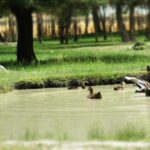 14-year-old girl abducted, forced to marry captor