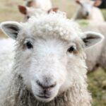 First person: In the position of sheep
