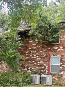 tree on roof