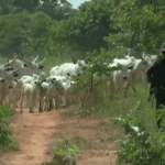 Persecution in Nigeria leaves 20 Christians dead